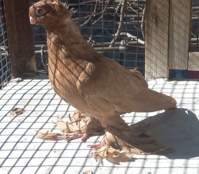 Голуби на продажу город Шымкент