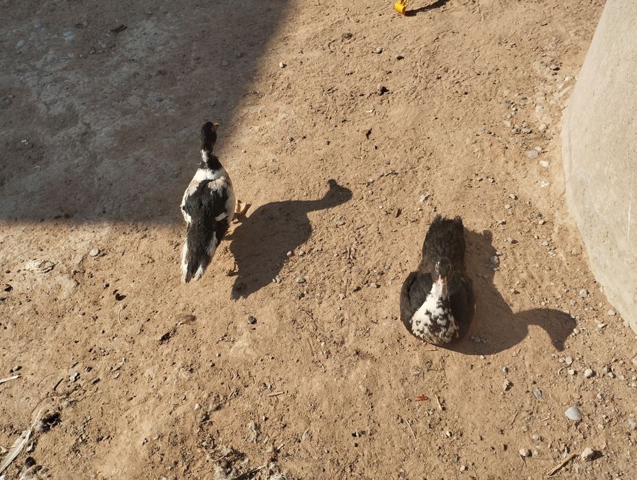 Индаутки молодые