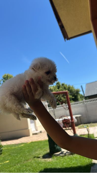 Bichon maltez rasa pura toi