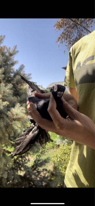 голубка жук жучка