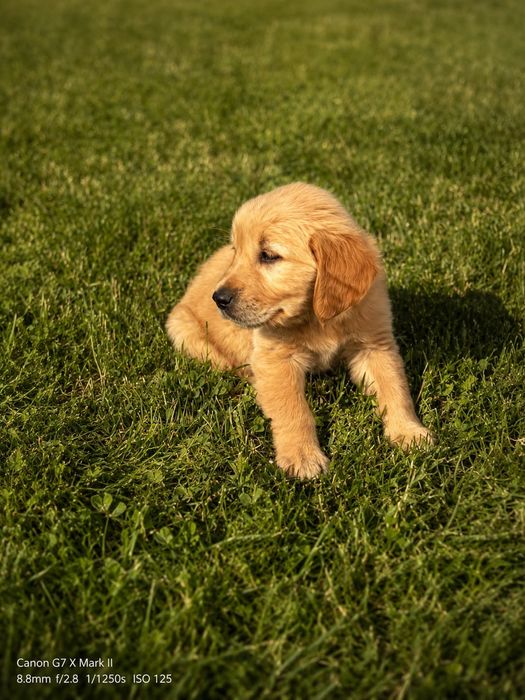 Golden Retriever Rasa Pura