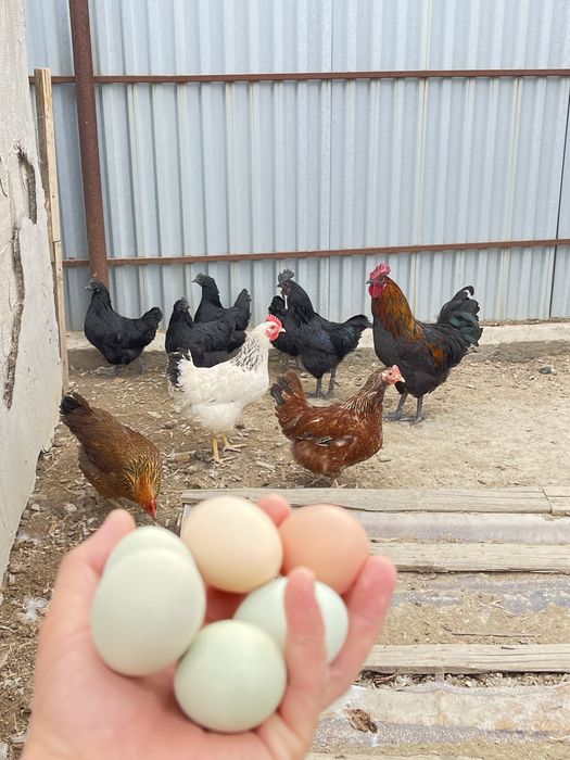 Инкубацонные яйца цветное