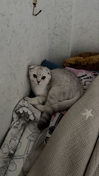 Шотланская вислоухая