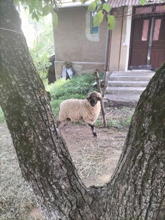 Vând 2 berbeci bucălai și unul oachrș, miori, preț neg.