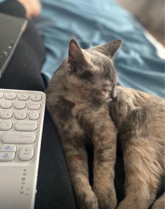 Кошечка 8 месяцев