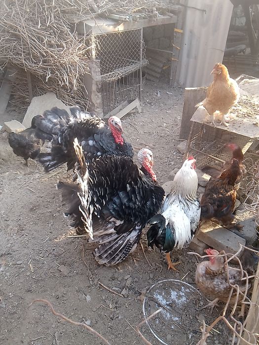 товук херозла бор