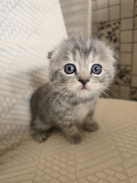 Продаются котята скотиш фолд и скотиш страйт