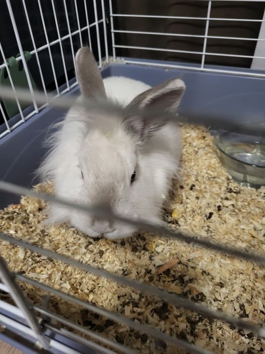 Vând iepuras de casa, vârsta 1 an.