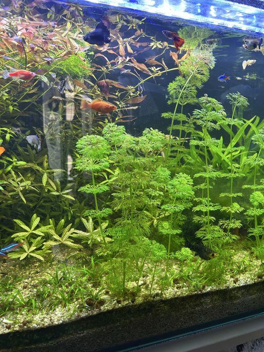 Продается аквариумные растения(Аквариум утлари сотилади)