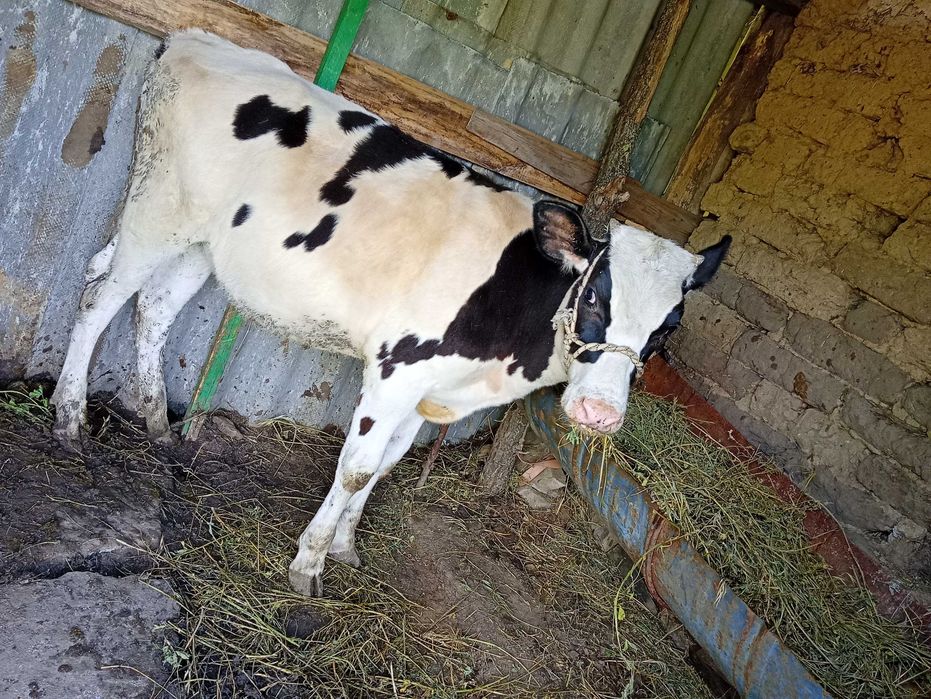 Vând vițea din rasa buna de lapte.pentru detalii 0752052018