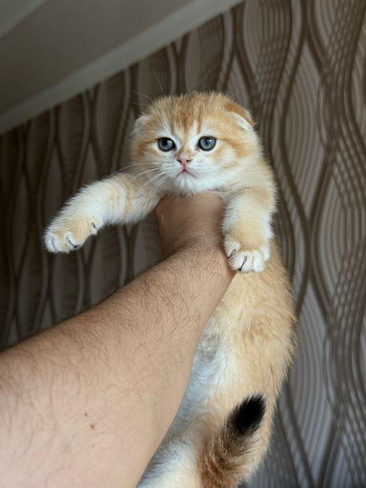 Котята Scottish Fold / British Shorthair золотая шиншилла