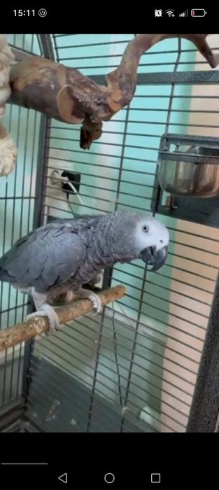 Gapiradigan Toti qush 3 oylik 3 4 sz gapiradu