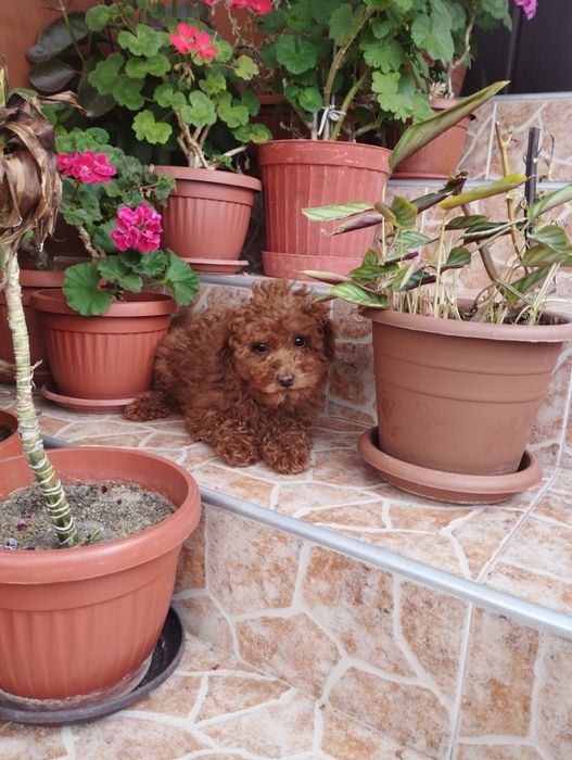 Той Пудел Toy Poodle.