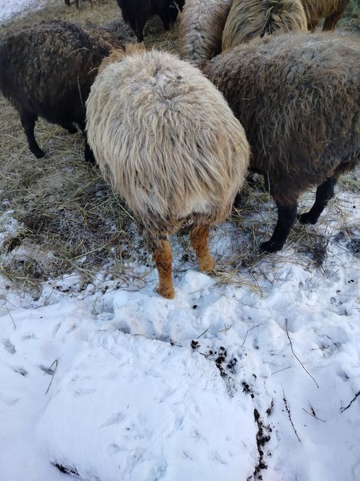 Продам Қошқараааа