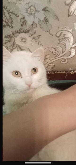 Ақ мысық, белая кошка