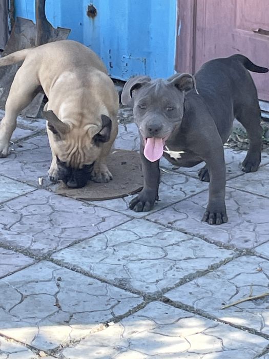 Продаю щенков американский булли