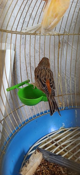 Кенора  лимонный  марковные