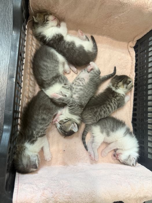Отдам даром котят, девочки