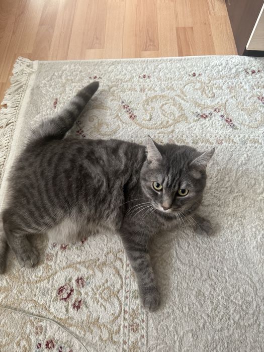 Дарю кота мальчика,кастрирован