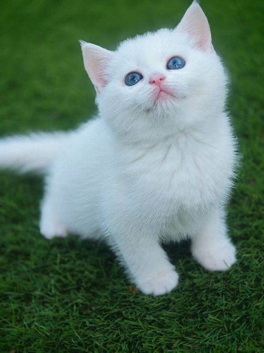 British shorthair white