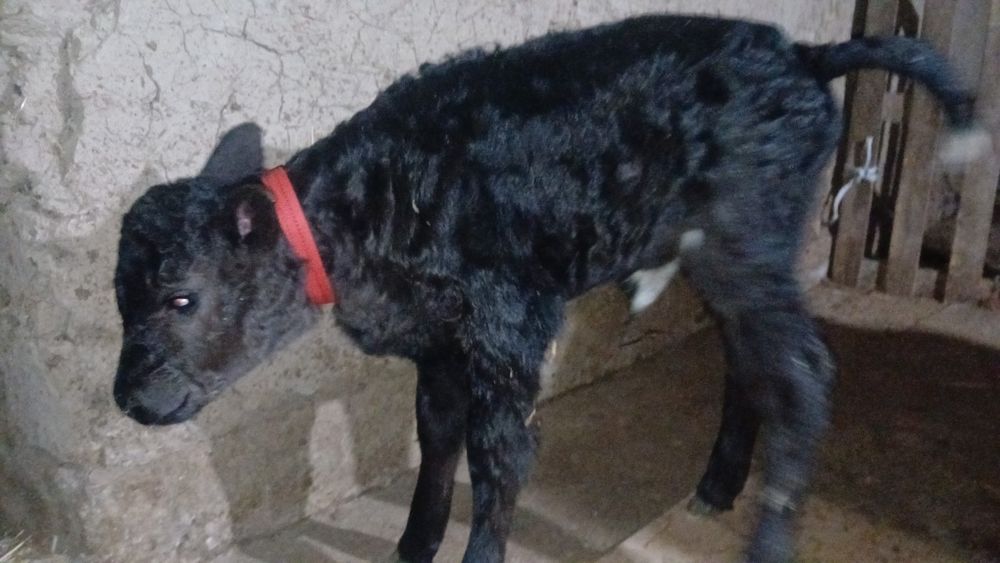 1 апта 1айлык үрғашы бұзаулар сатылады