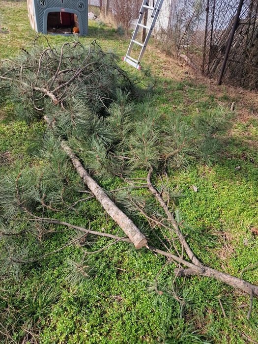 Клони/дърва за печка безплатно