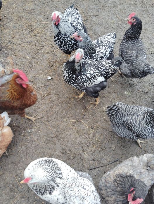 Vânzare oua de casa/ păsări crescute în libertate