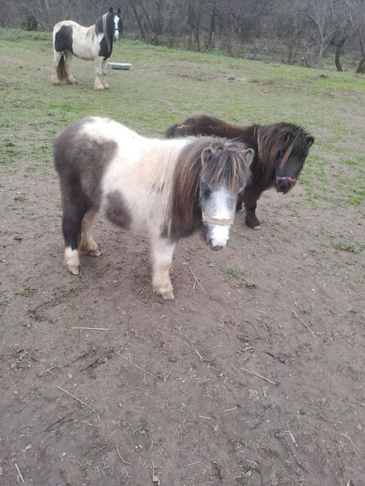 Ponei,poneite de vanzare