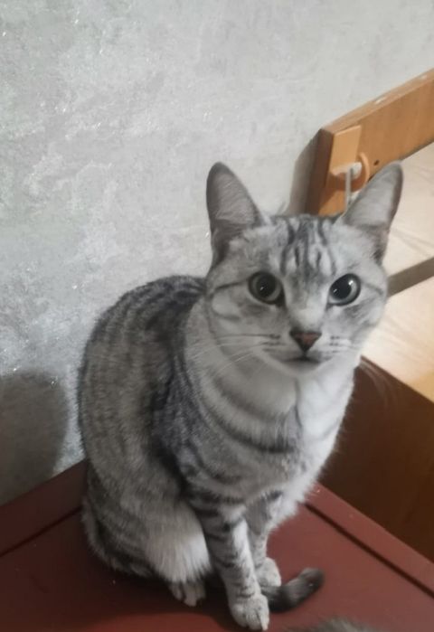 Кошка ласковая в добрые руки