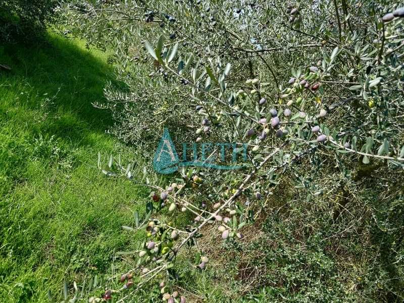 Продава се Парцел в София, Гео Милев - 2000 кв.м за 8 €/кв.м - Снимка #5