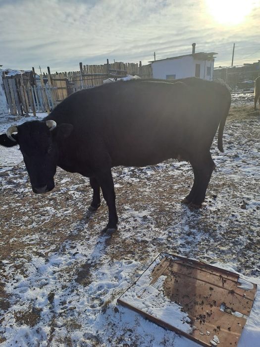 Продам корову на согым