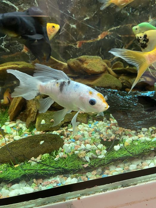 Аквариум с рыбками