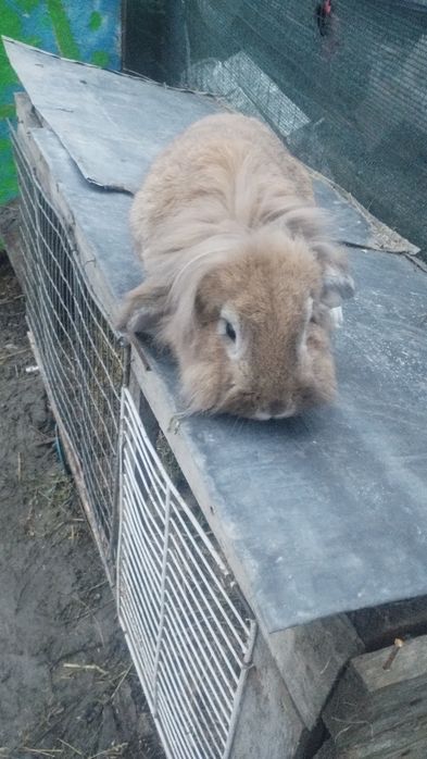 De vânzare mascul cap de leu