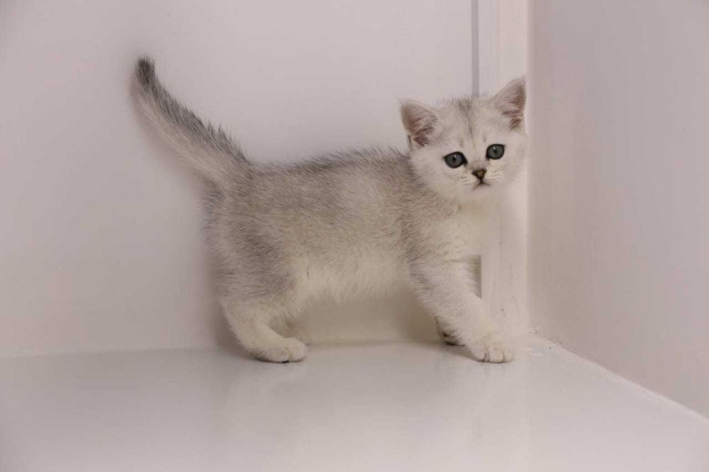 Бриташки очаровашки.