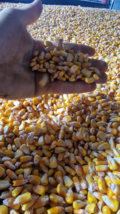 Vând porumb boabe 90 bani kg