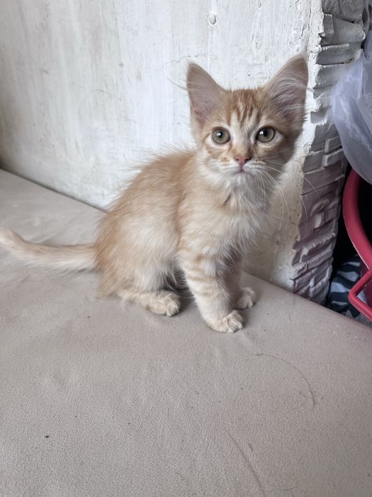 Отдам красивых котят