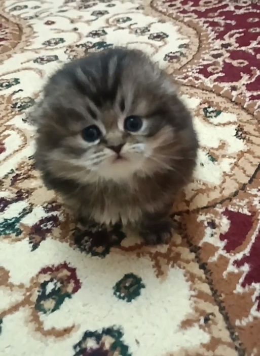 Хайленд фолд  золотая шиншилла девочка