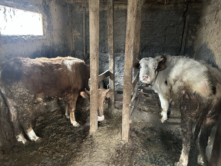 Срочно Продам Бычки Узынагаш