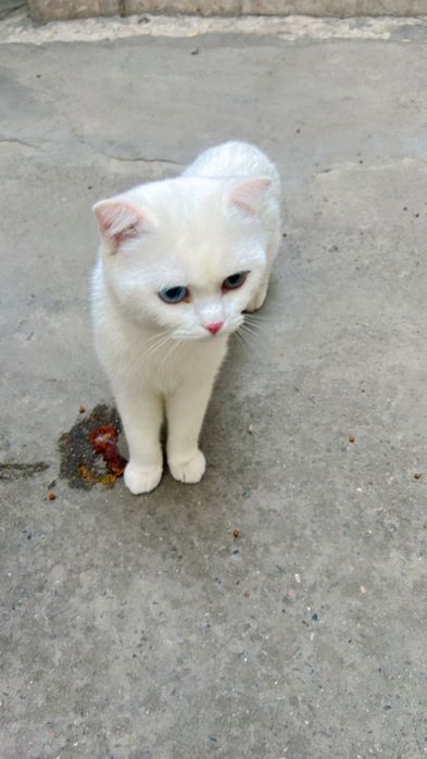 Viyazka mushuk opti kotta