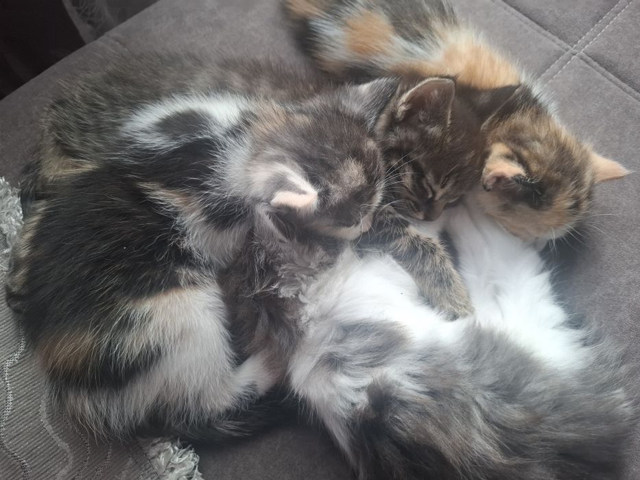 Котята в добрые ручки