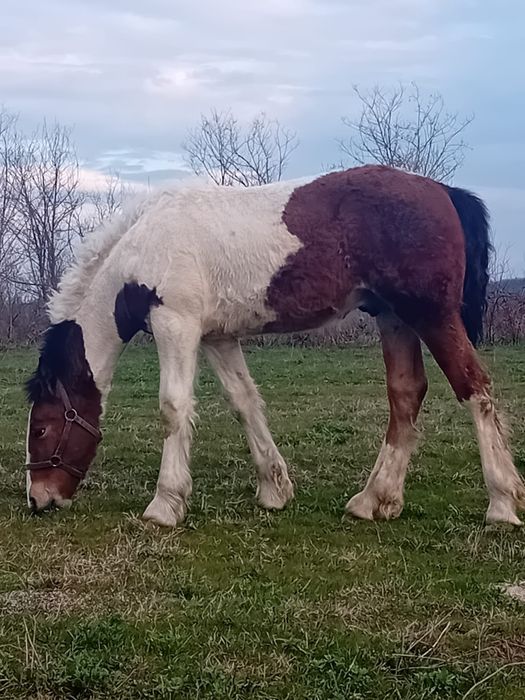 Vând manz gipsy vannar de 7 luni  sau schimb cu manza friz