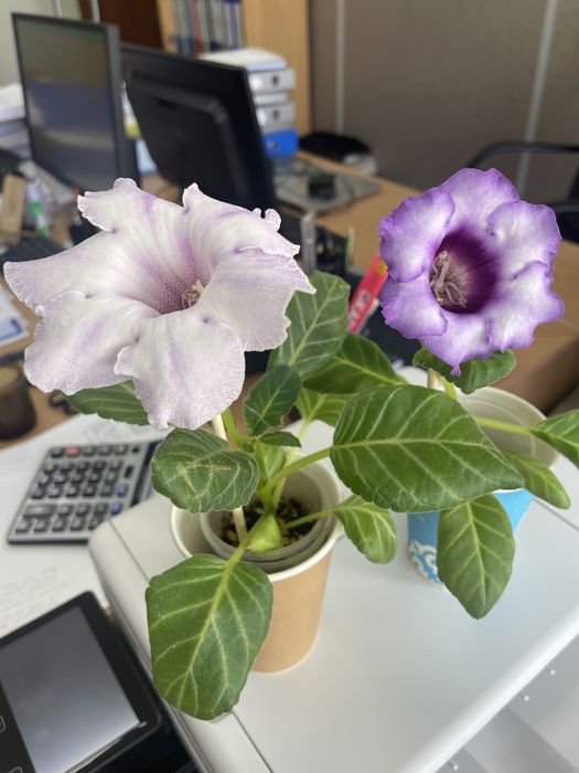 Глоксиния цветущая