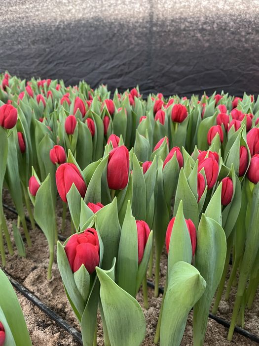 Тюльпаны оптом голландские