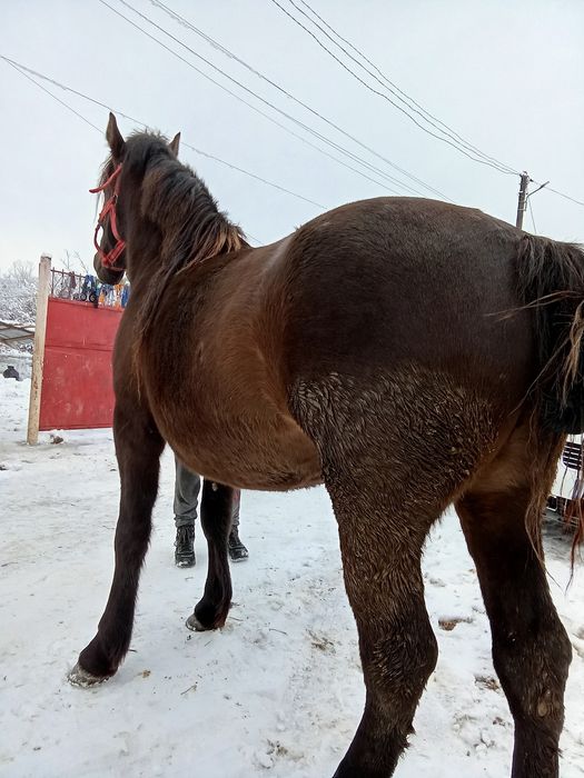 Vând sau schimb mânză de 3 ani gestanta