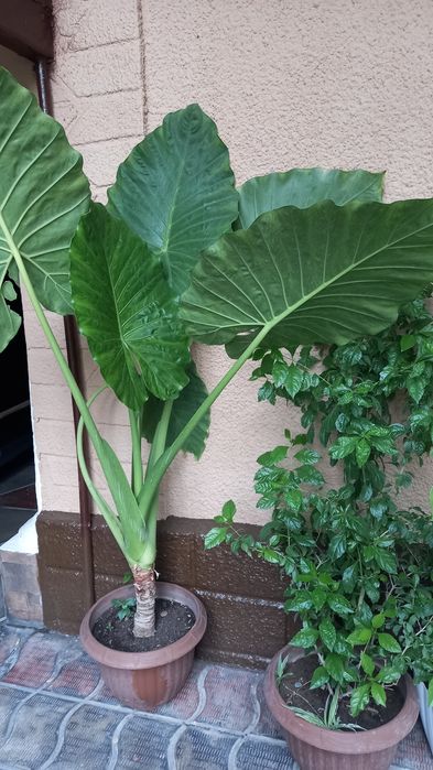 Цветы от 3000 тг до 50000тг