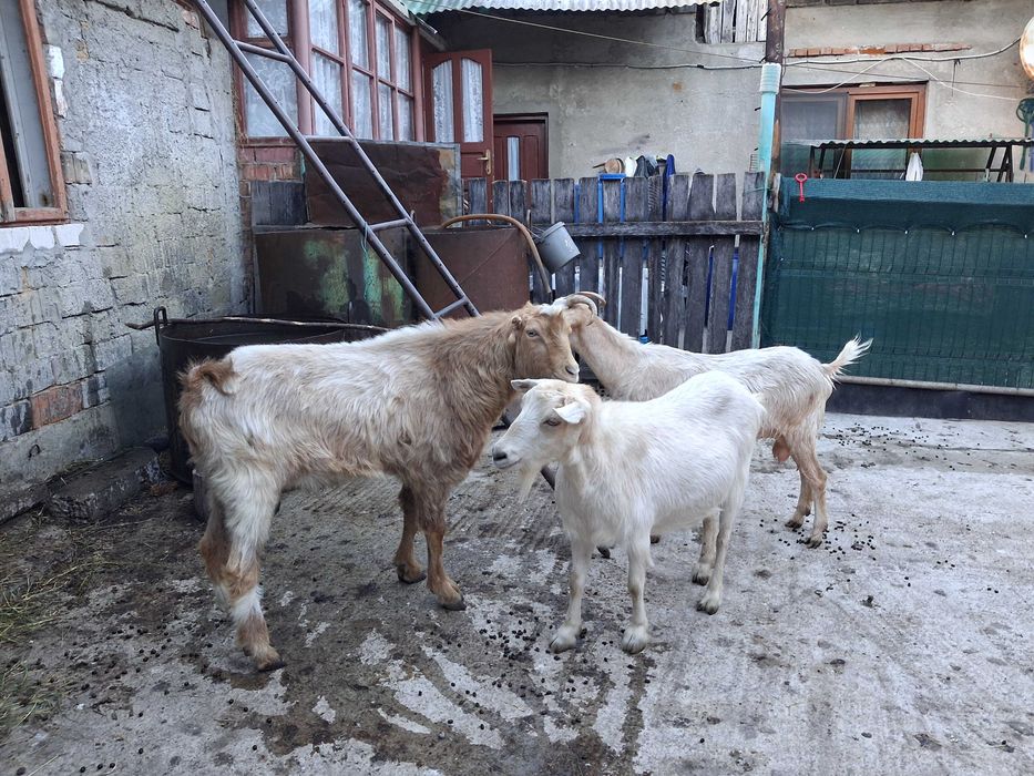 Țap și două capre de vânzare.