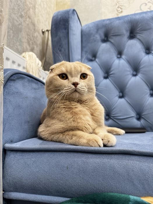 Skottish fold vezlouxoy vyazka