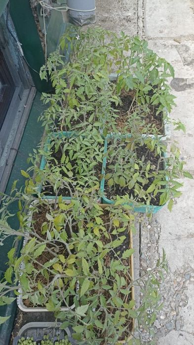 Продам рассаду помидор 100тг/шт