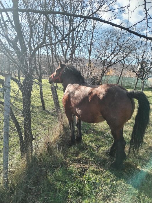 Vând iapa murga de 5 ani