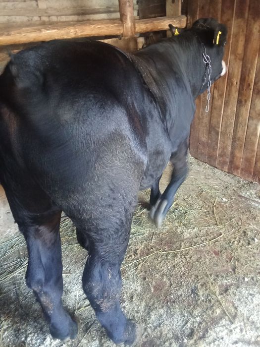 Vițel Black Angus pentru Montă – Rasă Pură